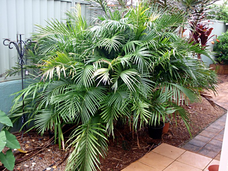 Cascade Palm, Cataract Palm,Mexican Hat Palm,Chamaedorea atrovirens,نخل کلاه مکزیکی
